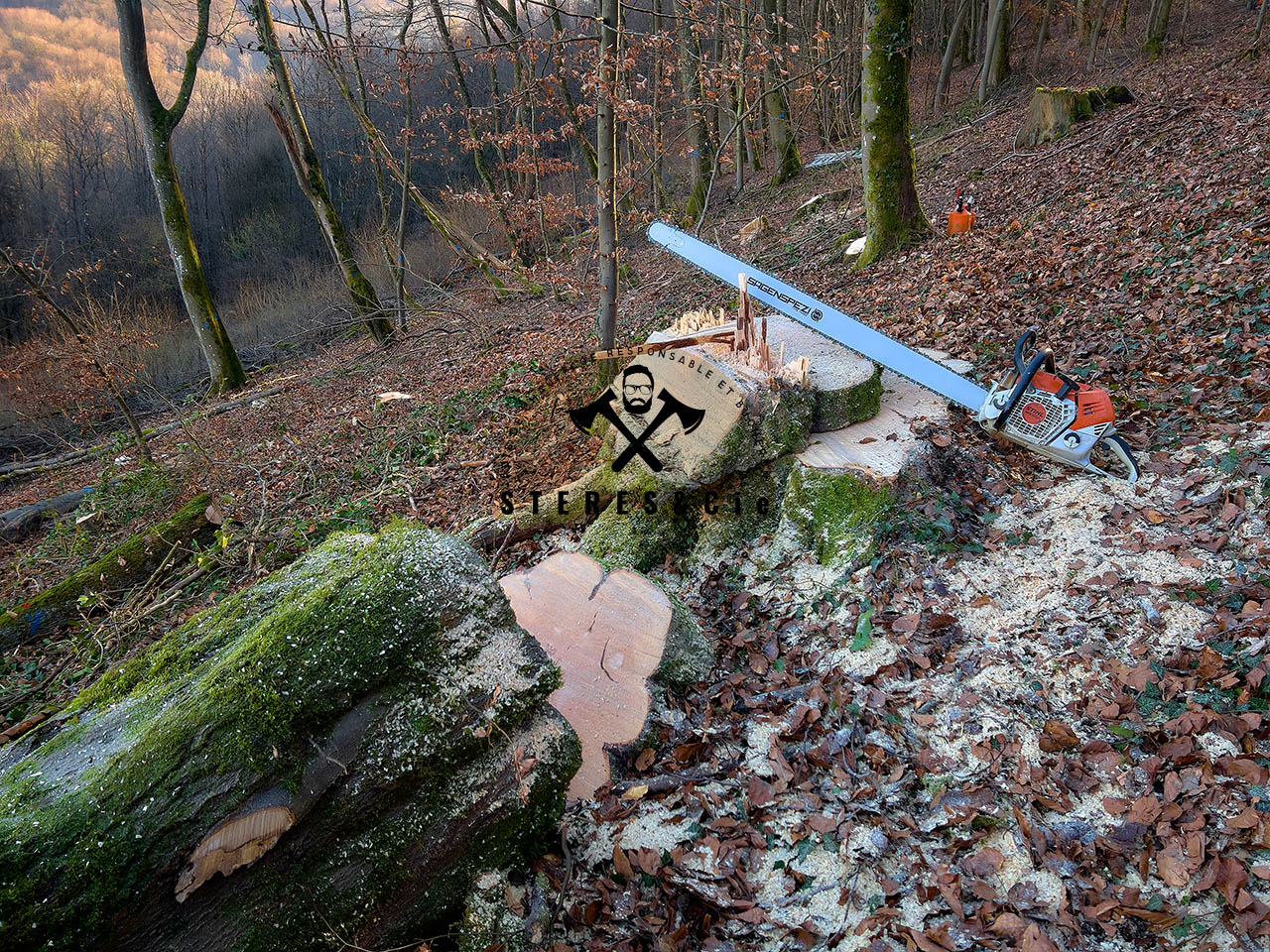 ABATTAGE_BOIS_DE_CHAUFFAGE_STERES_ET_CIE_