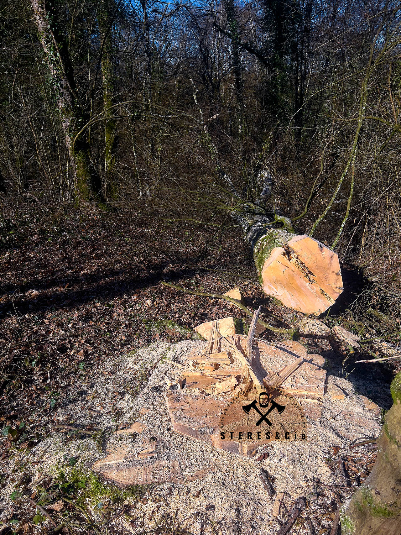 ABATTAGE_BOIS_DE_CHAUFFAGE_STERES_ET_CIE_